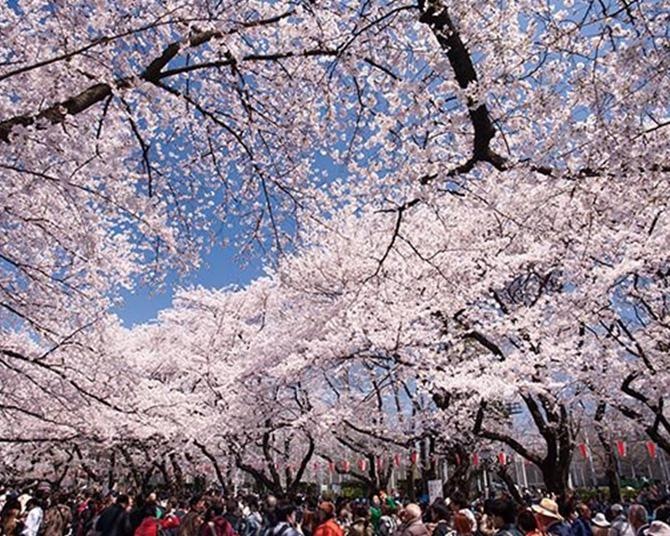 上野恩賜公園のお花見の場所取り 攻略方法！ルールや時間のまとめ季節のいろどり情報手帖