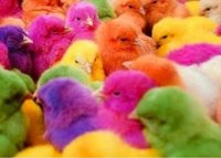 微ゑろblog 2.0: カラーひよこ