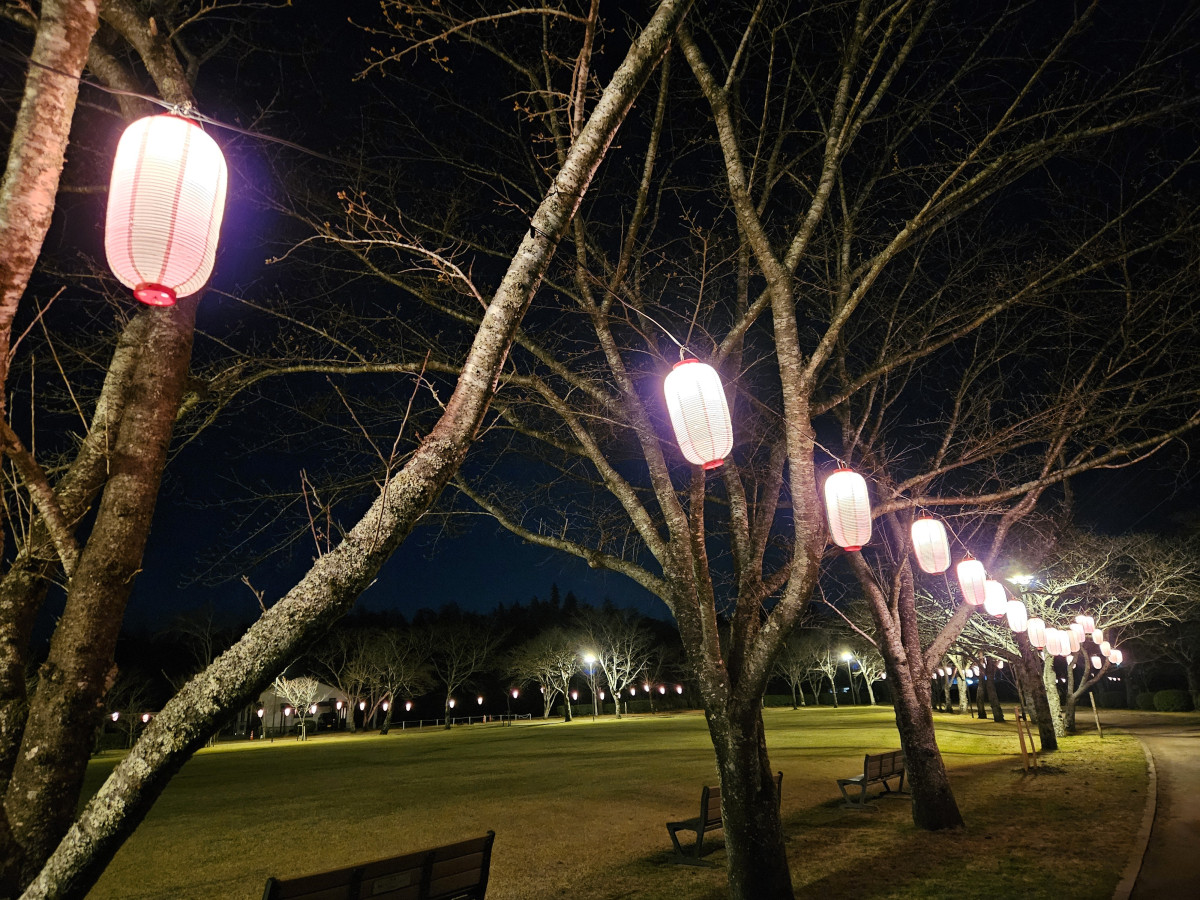 忠元公園の桜 伊佐市- お花見2025 - ウォーカープラス