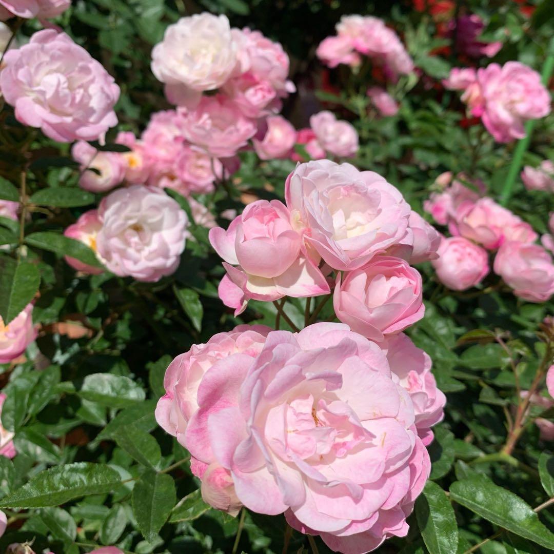 バラ 'ピンクマザーズデー'Roza cv. Pink Mothersdayかぎけん花図鑑