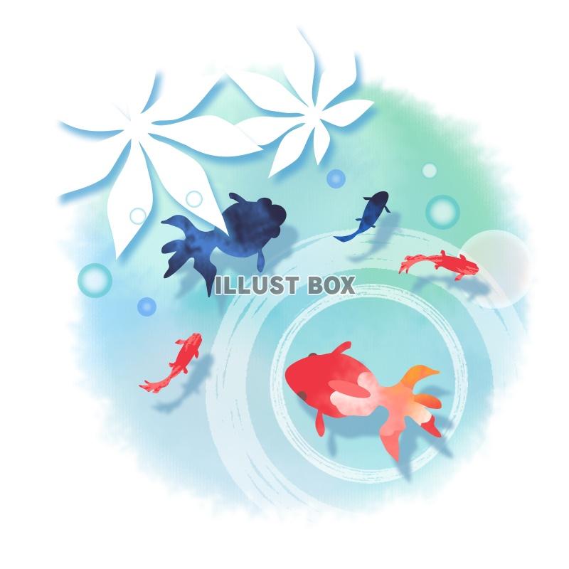 無料・お礼状はがき テンプレート デザイン016 金魚- テンプレート５５