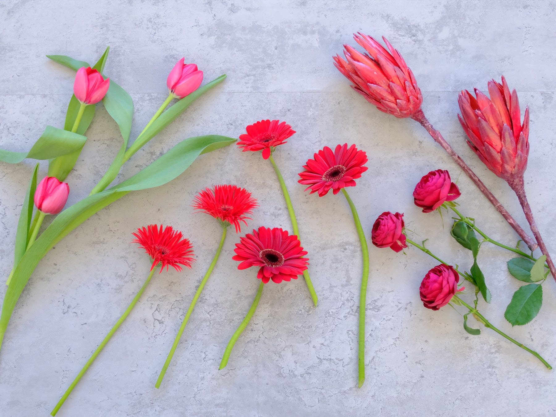 楽天市場 ポインセチア 鉢植え 5号サイズ 赤 花鉢 鉢花 お歳暮 花 ギフト 贈り物 冬 おしゃれ クリスマス 誕生日 プレゼント ウィンターギフト冬の花贈り フラワーギフト 自宅用 開店祝い 結婚記念日 お祝い お礼 バースデー 30代 40代 50代 60代 70代 11 15～12 12まで