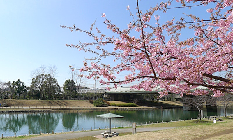🌸お花見🌸砧公園 きぬたこうえん @世田谷区 - ** Season's Greetings ** 湯楽粋笑