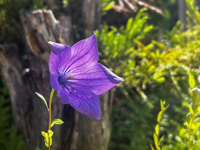 御霊神社 京都府福知山市旅人のブログ