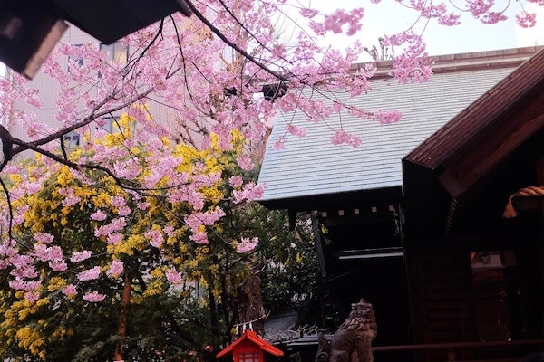 蔵前神社のミモザと河津桜蔵前神社ミモザ河津桜東武橋東京スカイツリーDigital Life Innovator