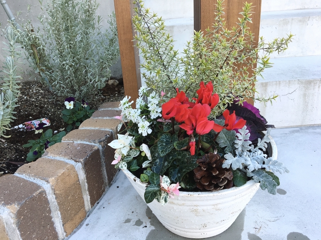 クリスマスの寄せ植え集冬らしいおしゃれな組み合わせを画像で紹介🍀GreenSnap グリーンスナップ