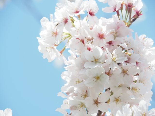 兵庫県立明石公園の桜 アクセス・営業時間・料金情報 - じゃらんnet