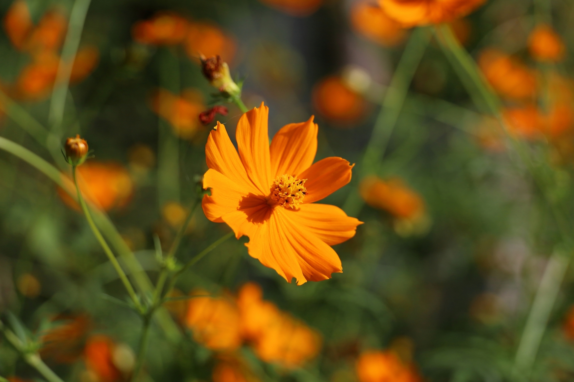 10月20日の誕生花は？リンドウやブッドレアの花言葉・由来を紹介お花のギフト通販 ブルーミーストア