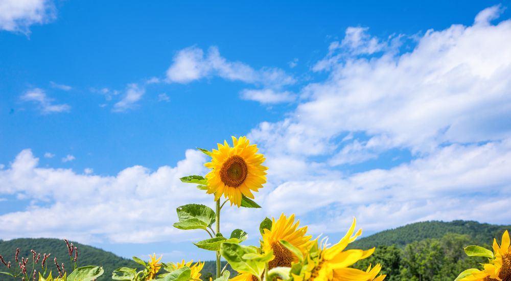 夏を感じる美しい言葉一覧 89種類 夏の言葉集め 可愛い響きの和風な言葉 - コトバス - KOTOBAS