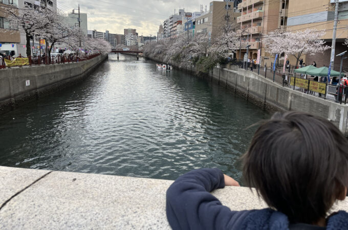大岡川の桜まつり2025の予定弘明寺から日ノ出町までの桜の見頃と開花状況、屋台出店情報！ - Atelier302_お散歩フォト
