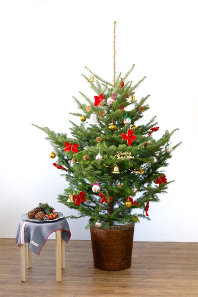 スリーコインズでクリスマスツリーを購入しました✨ やはりツリーがあると家が華やかになります。 もっとクリスマスグッズ欲しいな◎クリスマスツリークリスマスツリー飾り付け一人暮らし女子スリーコインズスリーコインズの購入品