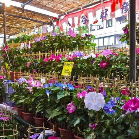 入谷朝顔まつり 朝顔市 おでかけガイド-東京版