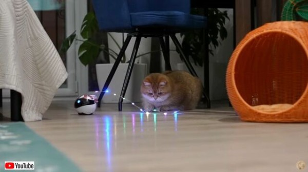 ロボット 猫 ネコ 猫ロボット おもちゃ 子供向け おもちゃ プログラミング リモコン 音楽 簡単英語おしゃべり 動物の声真似 電子 ペット ペット触れて 癒やしい 子ども用 電動 女の子 誕生日 プレゼント クリスマス 贈り物 犬ロボットの通販おもちゃ・ゲームの価格