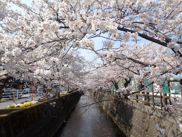 写真たくさん♪3 23 中目黒夜桜・お祭り屋台 下見に行ってきました☆東京 30代・40代・50代中心！趣味コン・恋活イベント・婚活パーティーアクティブ系イベントのハートカフェ