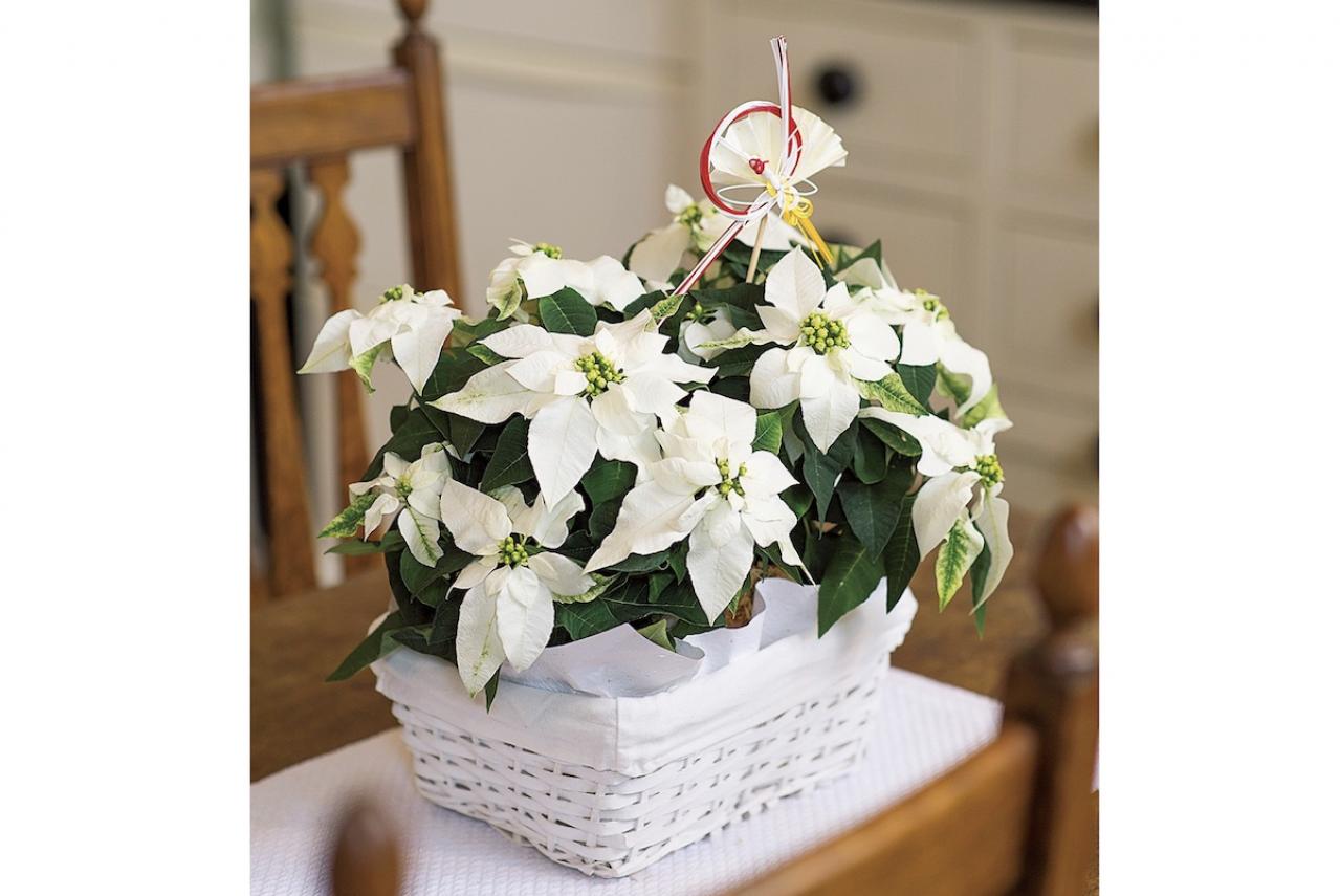 ポインセチアクリスマスの花をプレゼント！リースやアレンジメントのおすすめ人気ランキングocruyo オクルヨ