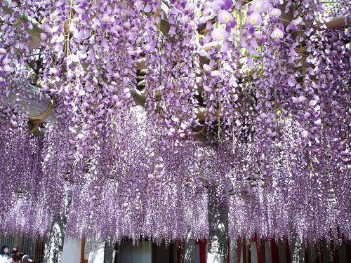 福岡藤の花ガイド2025Fukuoka Now