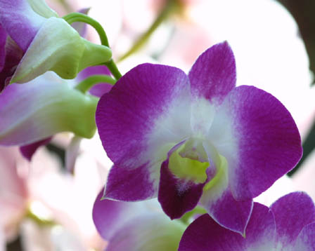 10月の誕生花一覧。誕生日にちなんだ花を贈ろう。胡蝶蘭・スタンド花のプレミアガーデン