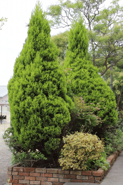 そのクリスマスツリーは何の木ですか？持続可能な林業のために