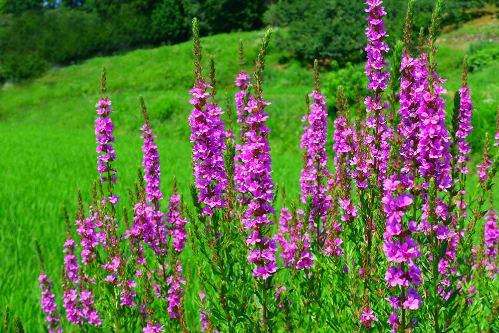 5ポット ミソハギ 9cmポット苗5ポットセット 山野草 湿地性多年草 ビオトープ 禊萩 精霊花 ※今季開花終了 10 3葉が展開中 : 紫桜館山の花屋 - 通販 - Yahoo!ショッピング