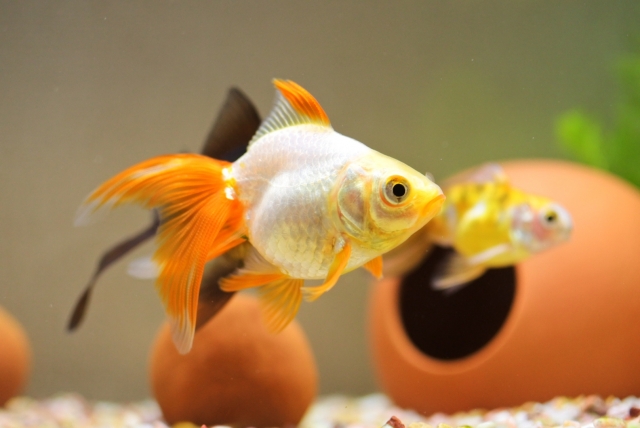 金魚の寿命は10年？種類ごとに違う年数と長生きさせる4つのポイントコーナンTips