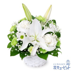 今年も新芽を出してくれた禊萩 ミソハギ 。なぜ育てているかというと 穂の気ままライフ