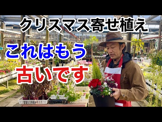 15.クリスマスやお正月にも飾れる☆可愛い寄せ植え☆初心者様向け☆