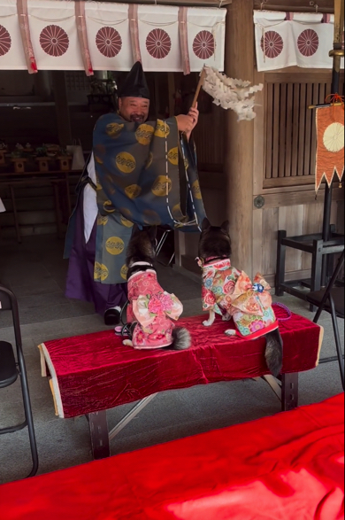 式典屋.com大幣 おおぬさ の作り方