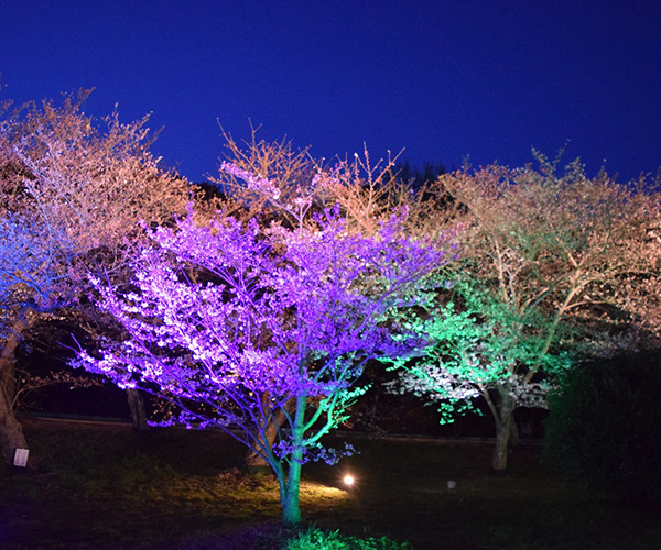 桜の中で遊べる！明石公園で桜まつり開催中 碧南市