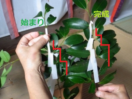 玉串の作り方 榊に紙垂を付けます 、神社のお祭り、祭礼など玉串奉奠は式に必ず入ってきます。よって玉串も必ず用意することになります。そのときの付け方 になります