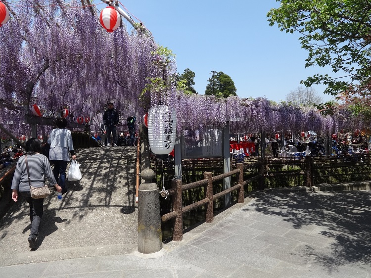 中山大藤まつり」開幕！ - よかばんも柳川