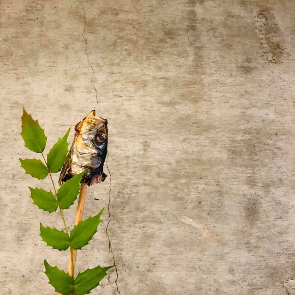 楽天市場 節分 置物 豆まき 柊 玄関 飾り いわし 鰯の頭 かわいい 枡 豆撒き 壁掛け 縁起物和紙のお飾り 壁かざり 豆まき : 和紙の店めでたや 楽天市場店