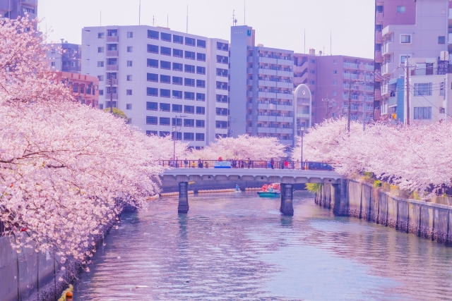 2017大岡川桜まつりが4月1日2日だよ！ イベントお祭り 日ノ出町駅周辺情報エリフォ横浜中区