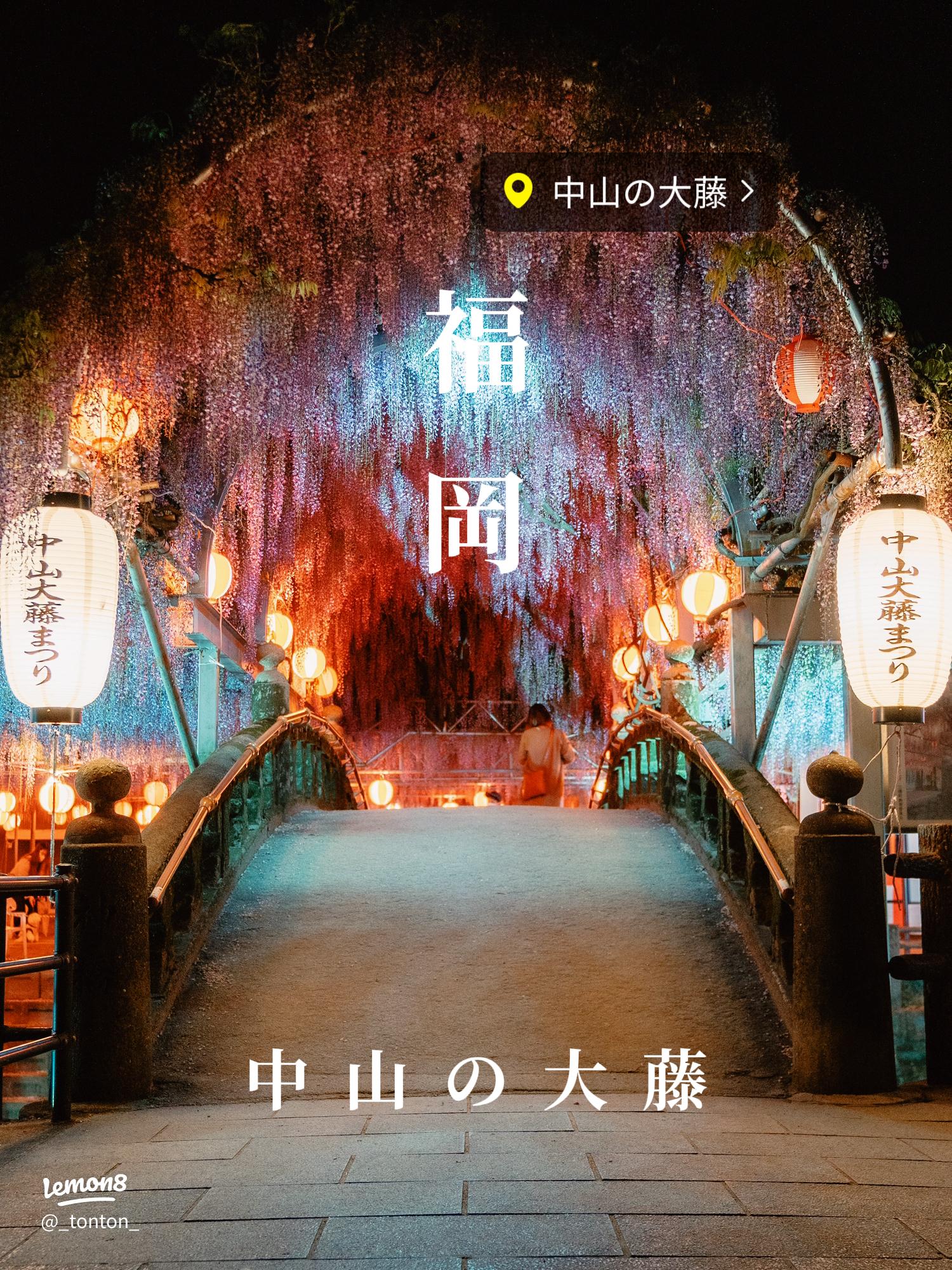 2025年 柳川三大祭！圧巻の藤のカーテン！中山大藤まつり来たHUB 観光 イベント 祭り お得情報