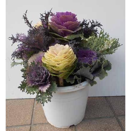 葉牡丹を主体にしたお正月用寄せ植え作成ワークショップ開催 : 静岡・藤枝市の花屋マスダグリーン 社長のブログ