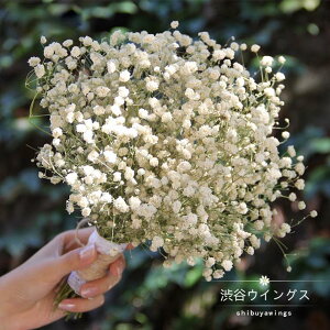 商品一覧カスミソウ かすみ草 の花束・ブーケギフト・インテリア・雑貨のECサイト 通信販売