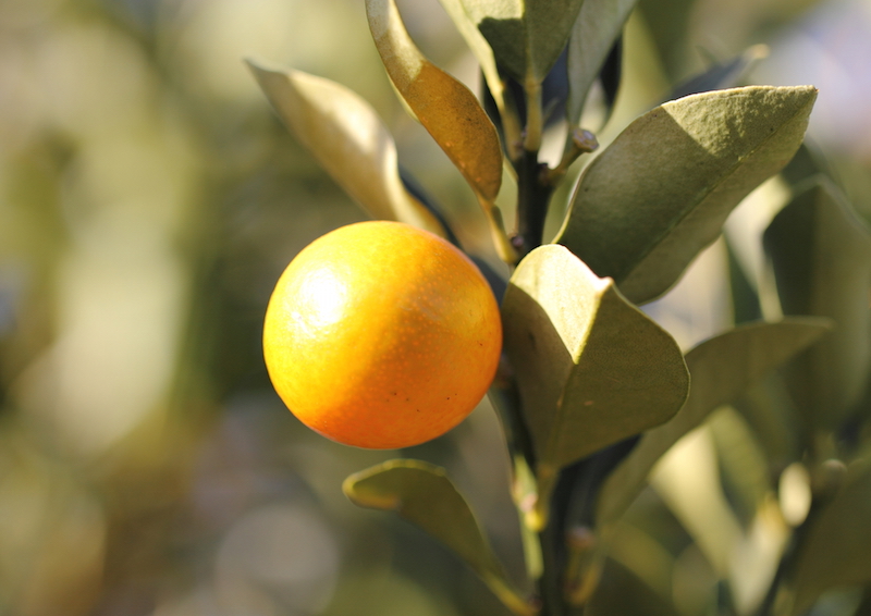 雛人形 桜橘 ひな道具 雛道具 雛人形飾り ひな祭り ひな人形 雛人形「桜橘『三宝』」