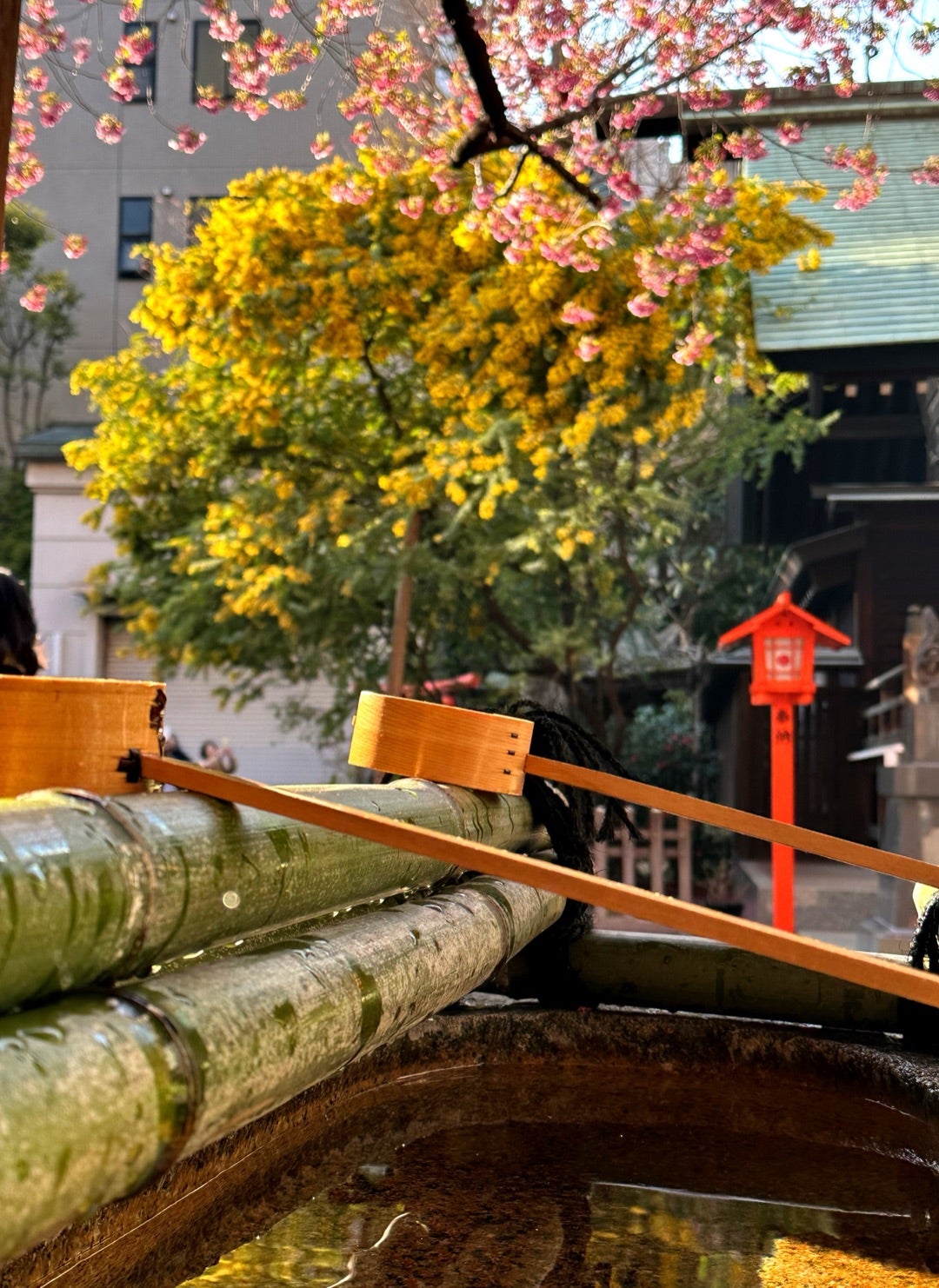 2022弘前さくらまつり 2022.03.24- いいかも！！弘前 ～弘前シティプロモーションサイト～