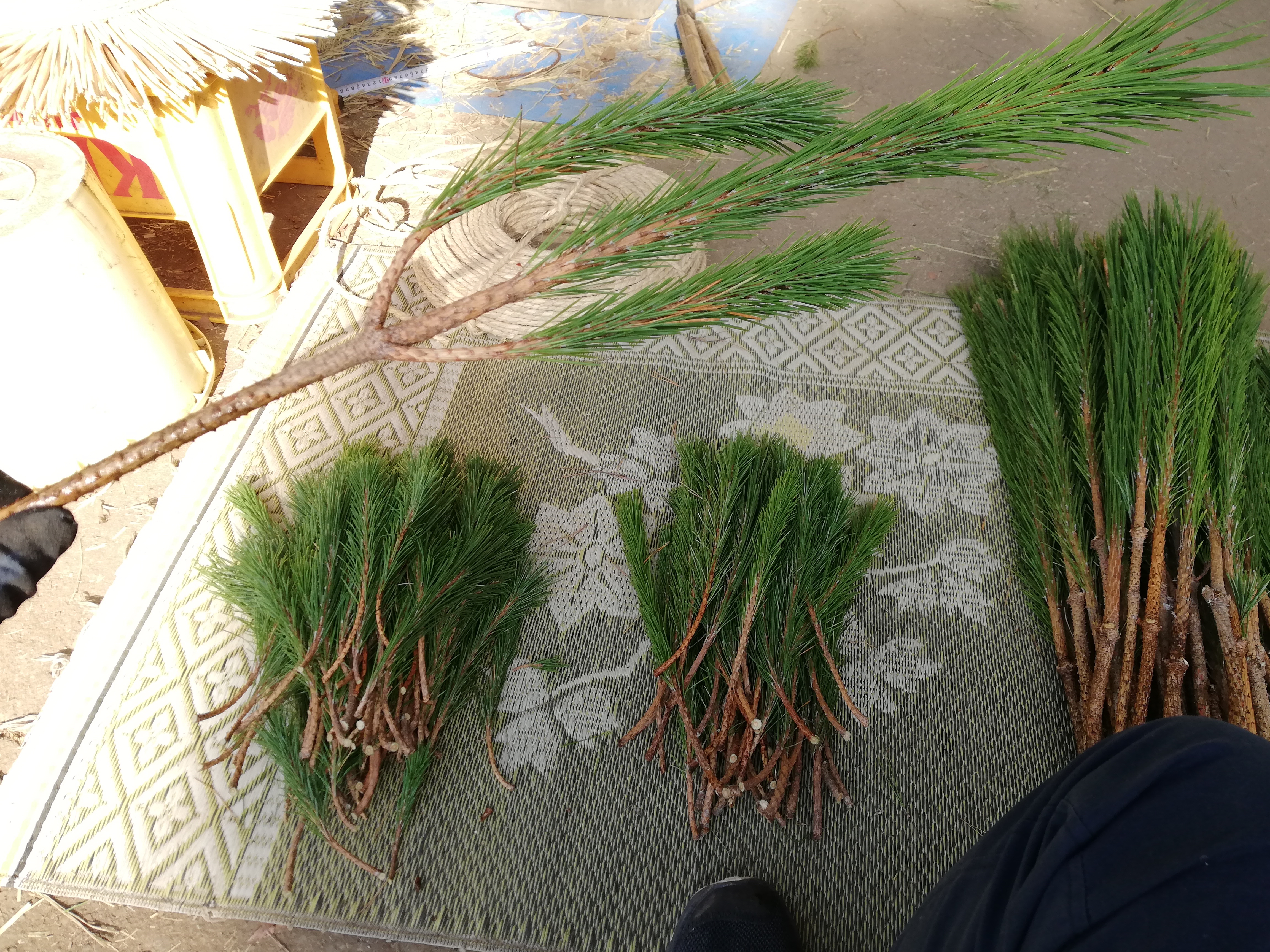 正月 門松 正月飾り 玄関用 雄雌 1組 松 販売 切花 切り花 : プリティ マーメイド - 通販 - Yahoo!ショッピング