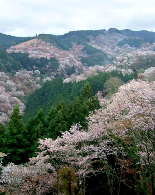 豊臣秀吉も見た絶景！春の喜びに包まれる吉野山 - 器とたべもの