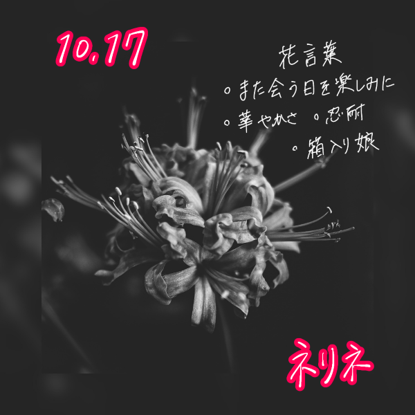 10月の誕生花一覧誕生月と誕生日の花言葉観葉植物・お花の通販 AND PLANTSアンドプランツ