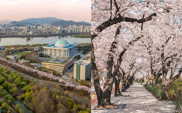 春の韓国お花見紀行』韓国の旅行記・ブログ by あーさーさん フォートラベル