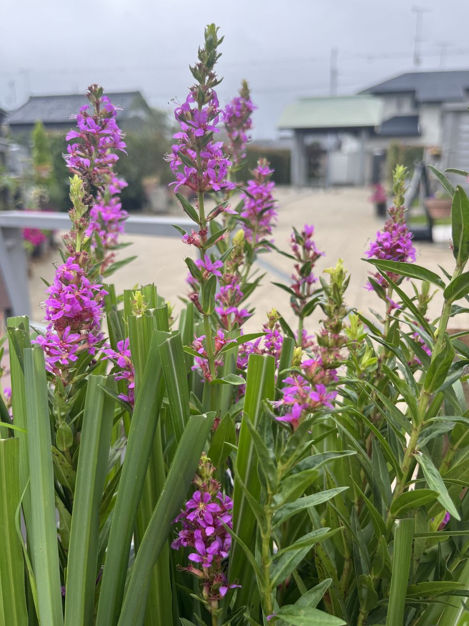 お盆にお供えするミソハギとは？飾り方や入手方法も紹介いたします！ みんなが選んだ終活