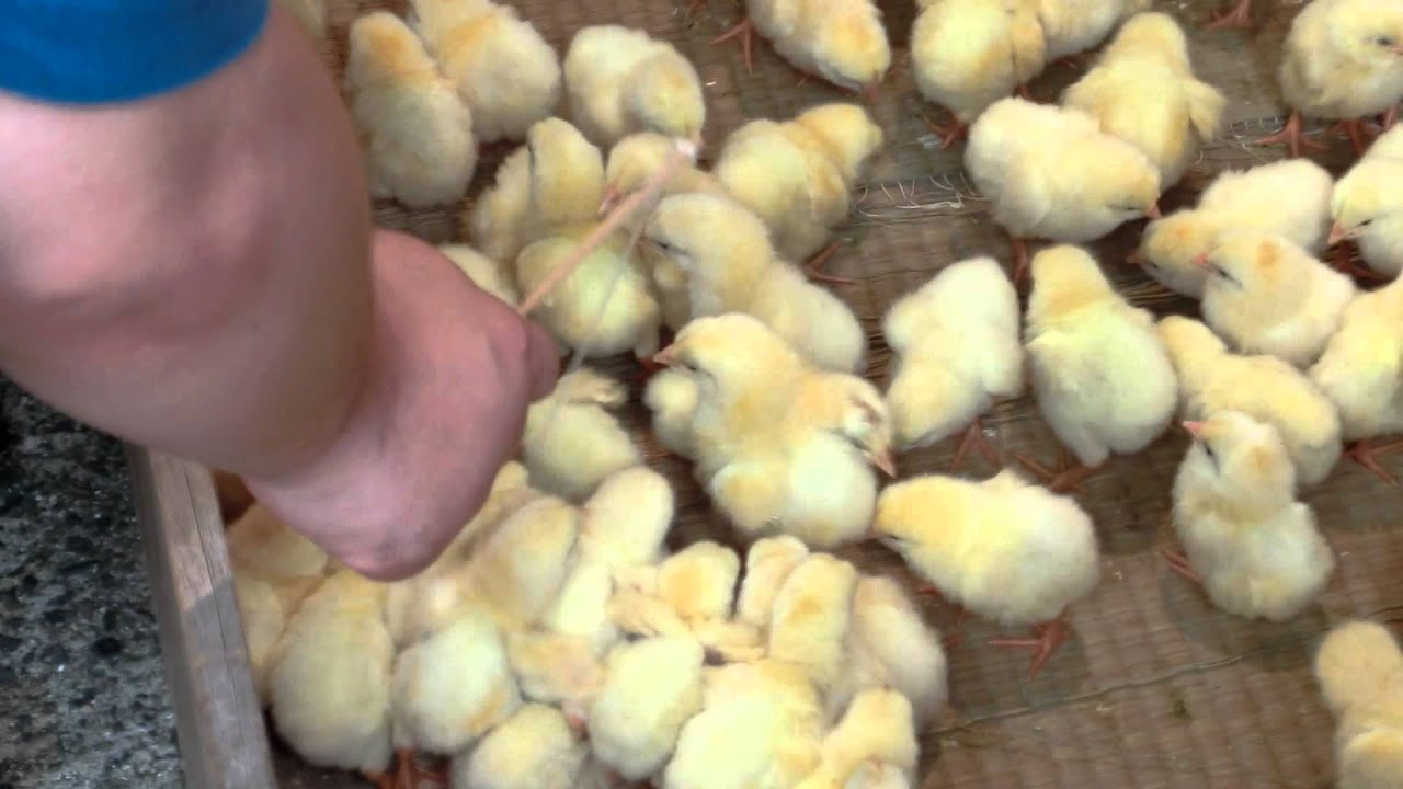 ブログってどうよ！:ひよこ釣り