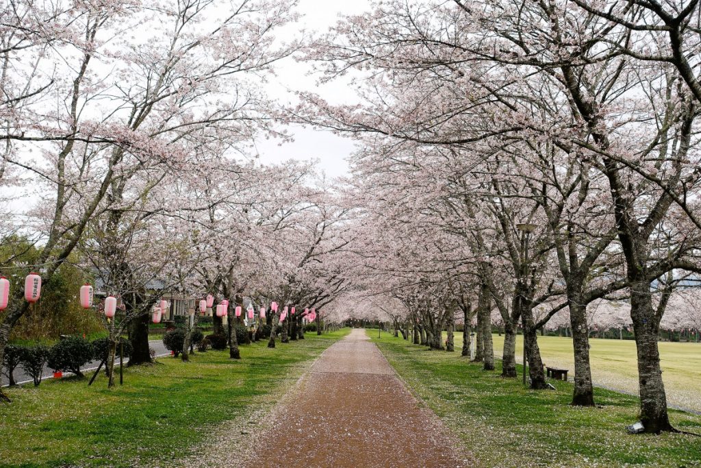 忠元公園の桜並木 アクセス・営業時間・料金情報 - じゃらんnet