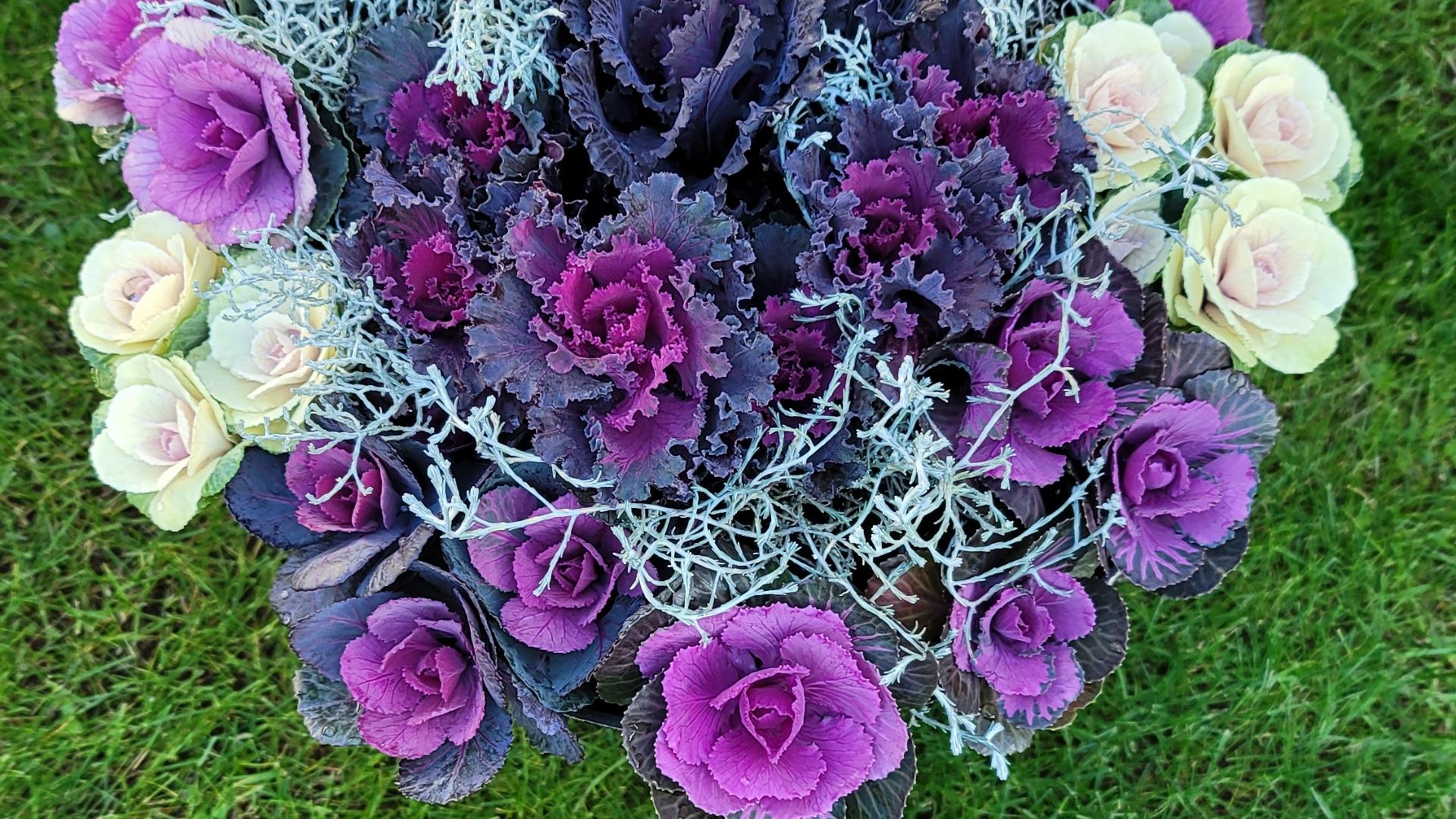 お正月に飾る葉牡丹の寄せ植え特集