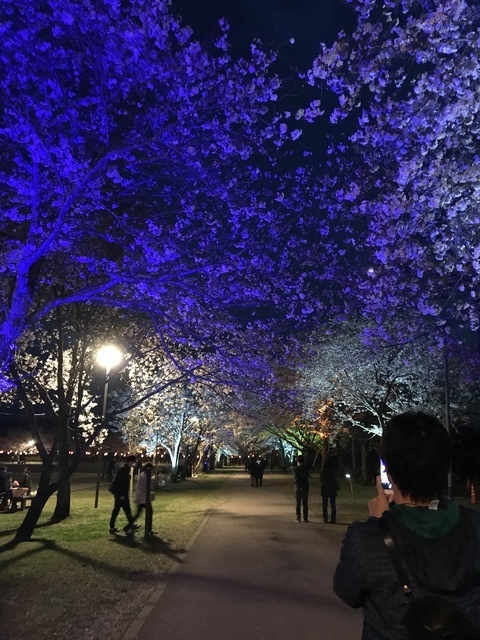 ４ ５ 金 更新 忠元公園の桜 開花状況＠葉桜 令和６年 桜シーズン終了伊佐市鹿児島県伊佐市