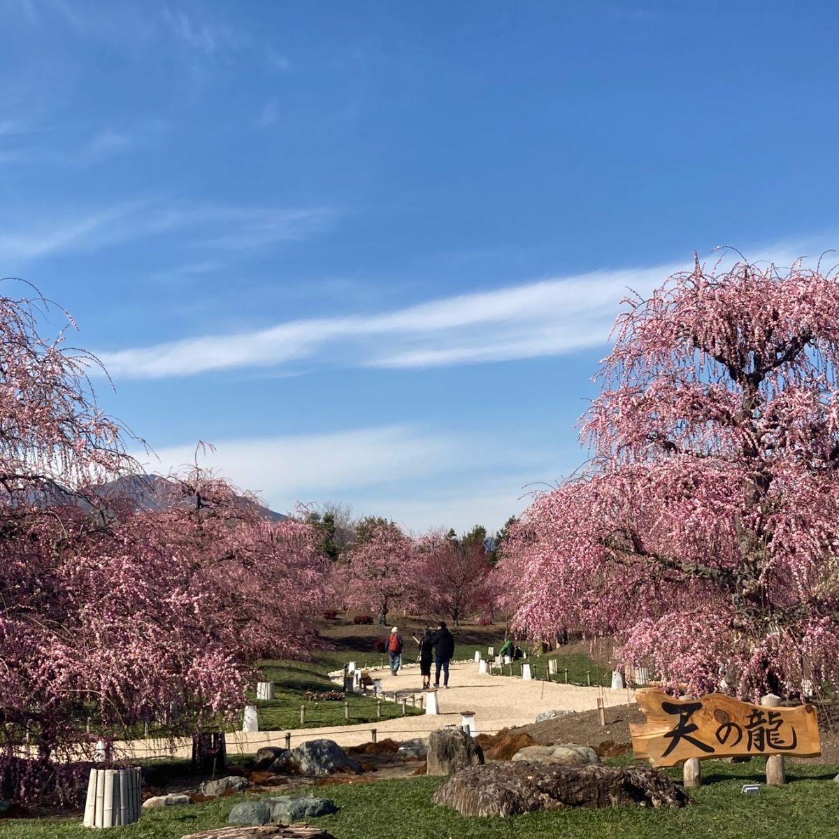 まるで桃源郷、三重県の鈴鹿の森庭園の「しだれ梅まつり」とライトアップ - 地球の撮り方