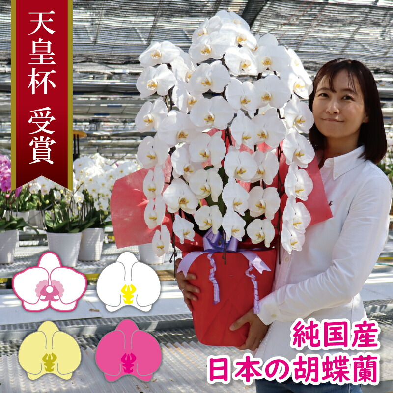 初心者向け 胡蝶蘭の立札・メッセージカードの書き方とマナーガイドFlower Smith Gift フラワースミスギフト