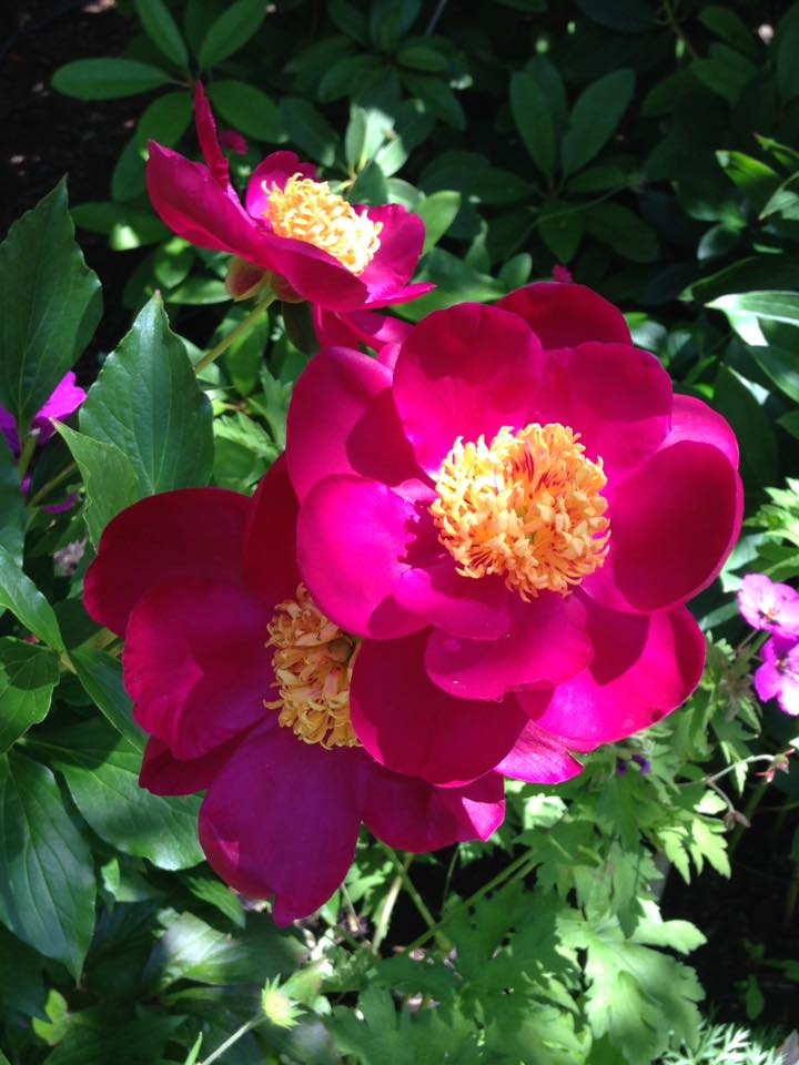 サマースペシャル！ ビクトリアとブッチャートガーデン1日観光 アフターヌーンティー付き 多言語 日・英・中 自動音声ガイドバンクーバー発 オプショナルツアーの予約はJTB