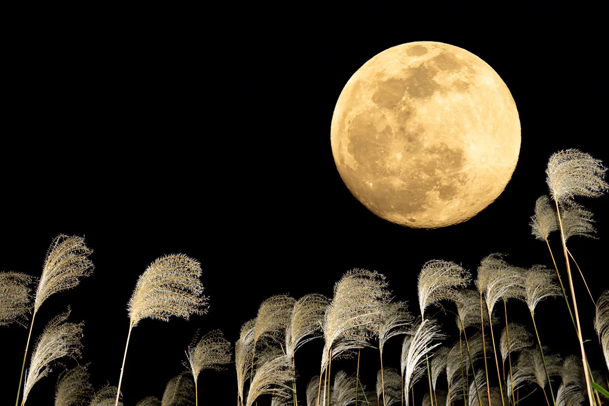 お月見の壁面飾り」 障子窓から見るお月見シーンを表現しました。 桔梗や撫子で秋らしく。 障子がない部屋も和の情緒にあふれます。「季節を楽しむかわいい切り紙」より 「季節を楽しむかわいい切り紙」 うえはらかずよ 著日東書院本社より 2024年2月16日発売〜4刷り